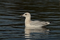 Herring gull